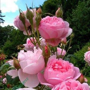 Meet your Posher, Liucija